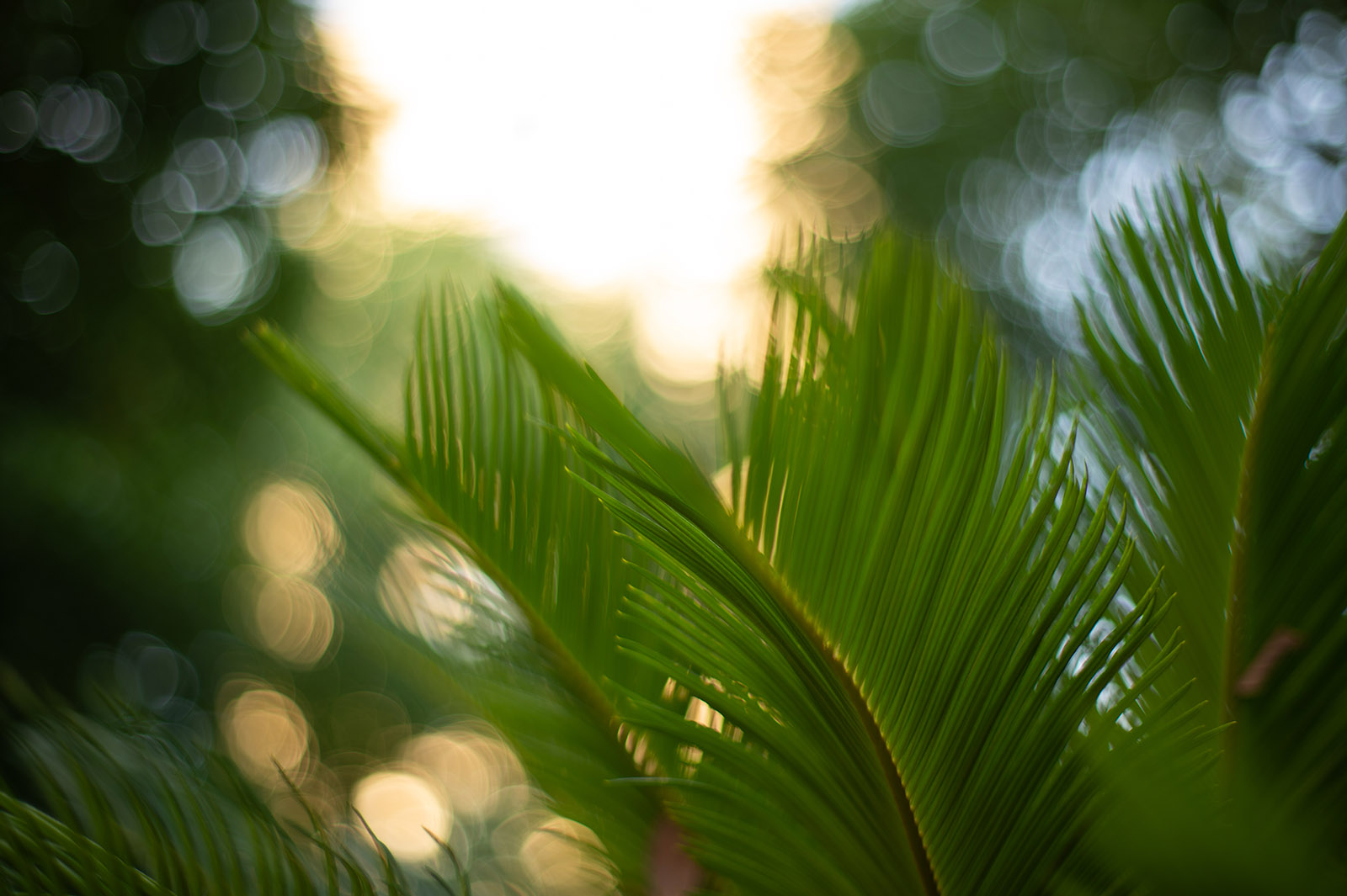 f/1.4 大光圈下的树叶光斑虚化效果